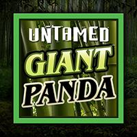 RTPBET 77 rtp MICROGAMING Untamed - Giant Panda